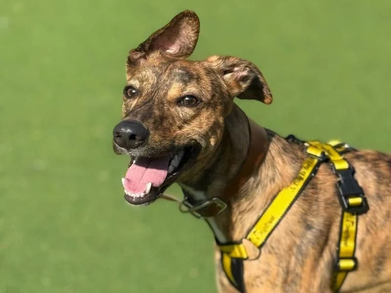 Bruce, male young Lurcher for adoption at Dogs Trust Shrewsbury, Telford