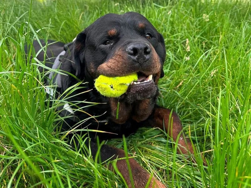 Noddy, male 3yo Rottweiler for adoption at Dogs Trust Shrewsbury, Telford