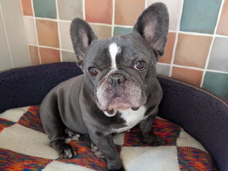 Daisy, female 7yo English Bulldog for adoption at Dogs Trust Shrewsbury, Telford