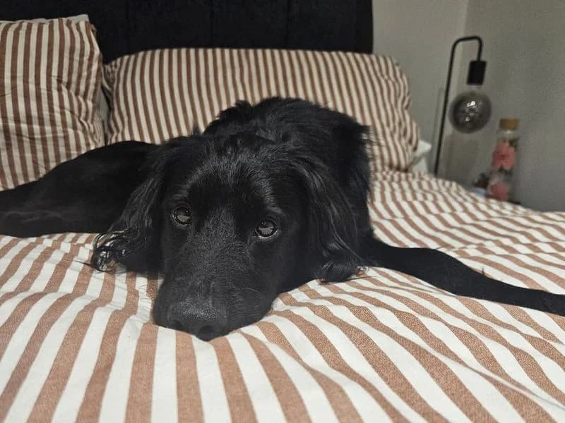 Fudge, male 3yo mixed breed for adoption at Dogs Trust Shrewsbury, Telford