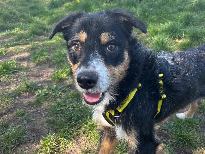 Arthur, male young Border Collie for adoption at Dogs Trust Shrewsbury, Telford