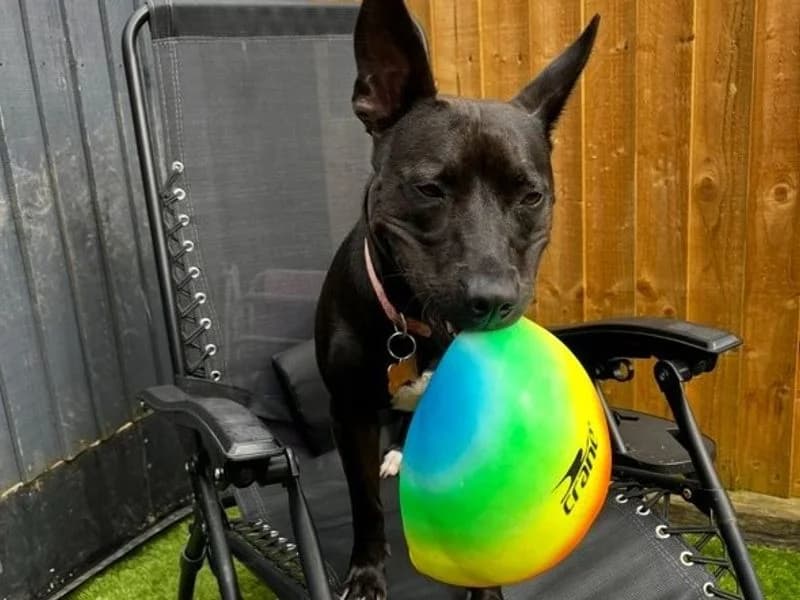 Neeah, female 3yo Staffordshire Bull Terrier for adoption at Dogs Trust Shrewsbury, Telford