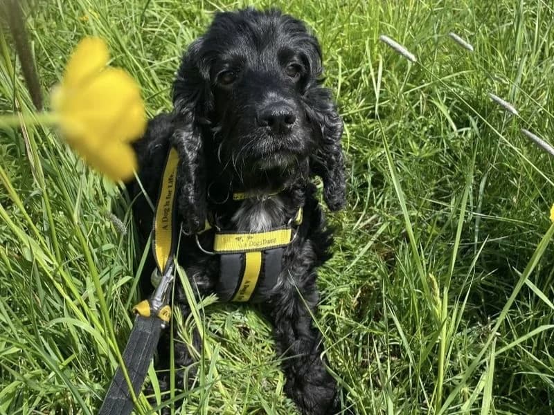 Otter, female 5yo Cocker Spaniel for adoption at Dogs Trust Shrewsbury, Telford