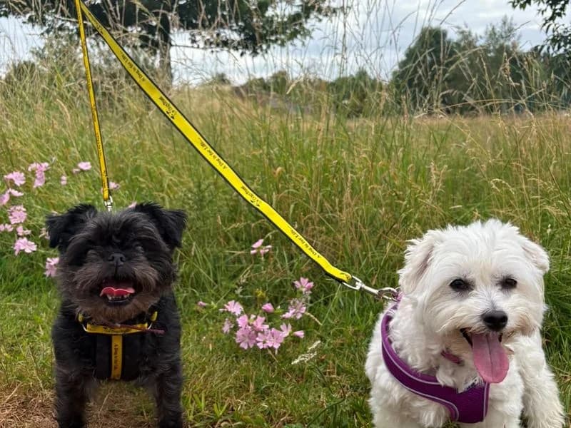 Lily & Lucy, female 7yo mixed breed for adoption at Dogs Trust Shrewsbury, Telford
