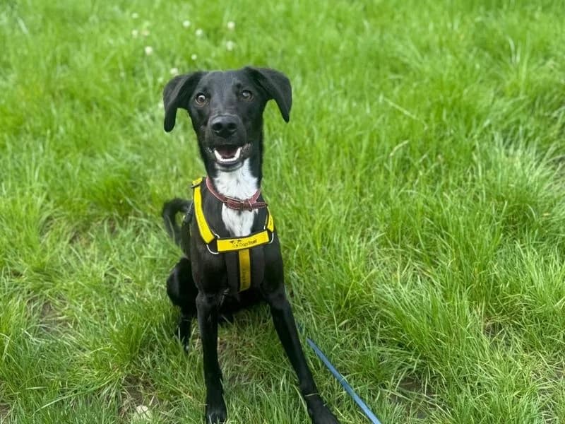 Coal, male puppy Whippet for adoption at Dogs Trust Shrewsbury, Telford