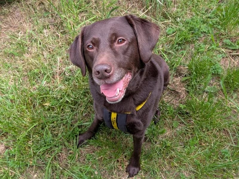 Loki, male senior Labrador Retriever for adoption at Dogs Trust Shrewsbury, Telford