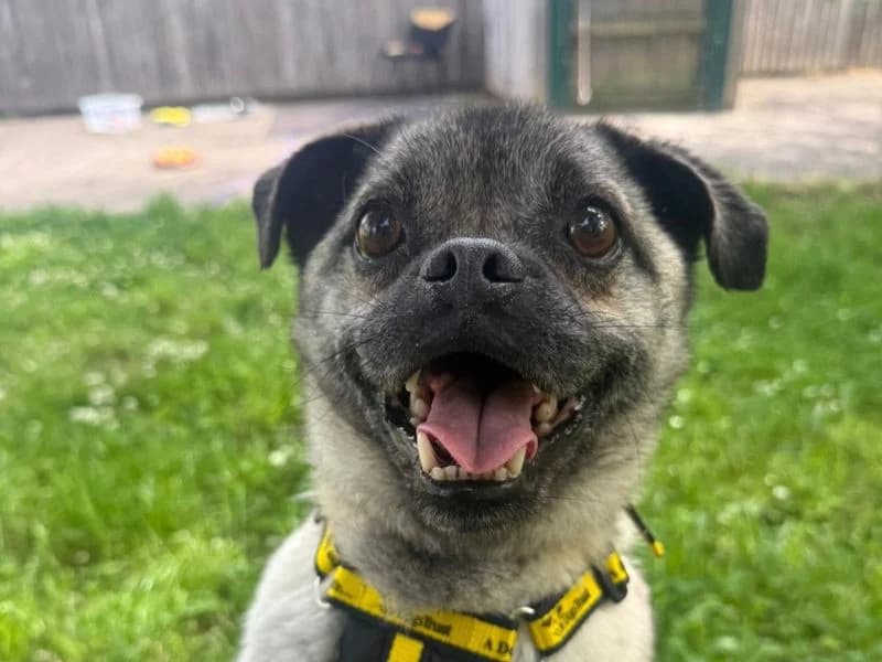 Nugget, male senior Pug for adoption at Dogs Trust Shrewsbury, Telford
