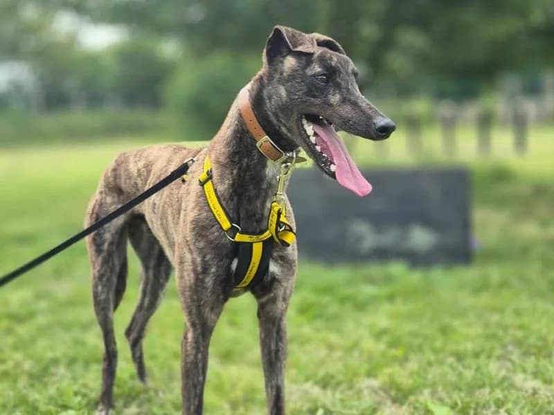 Mulberry, male 5yo Greyhound for adoption at Dogs Trust Shrewsbury, Telford