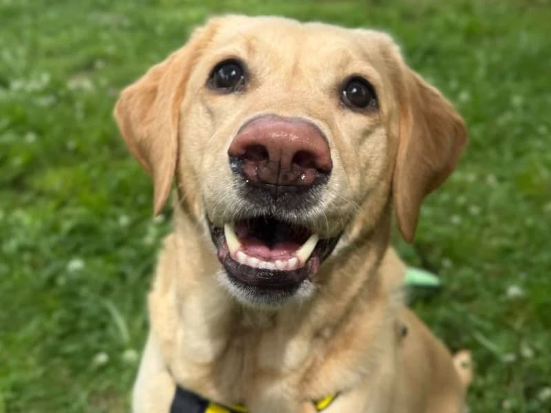 Rosie, female 7yo Labrador Retriever for adoption at Dogs Trust Shrewsbury, Telford