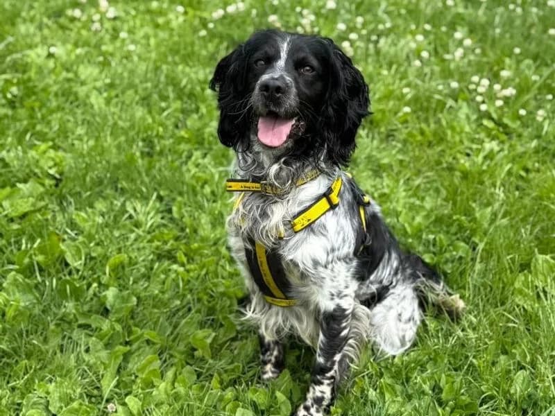 Birch, male 3yo mixed breed for adoption at Dogs Trust Shrewsbury, Telford