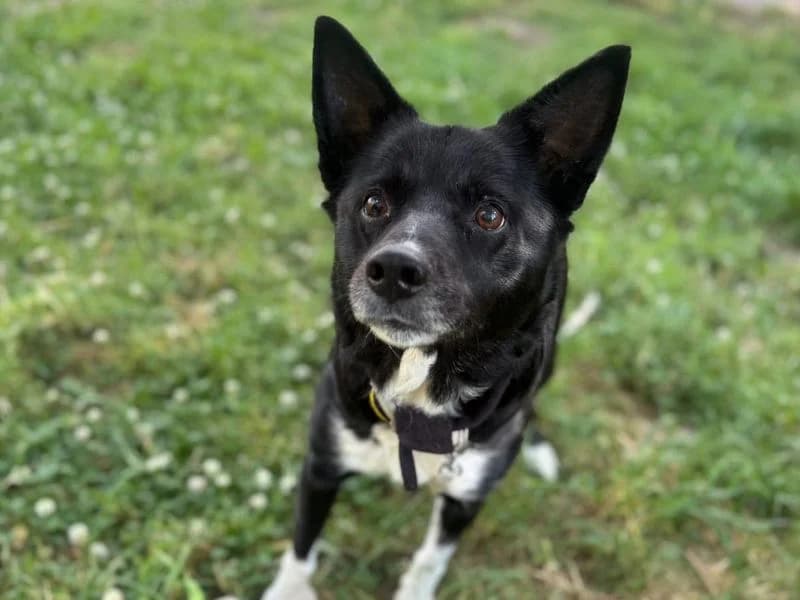 Sherlock, male senior Border Collie for adoption at Dogs Trust Shrewsbury, Telford