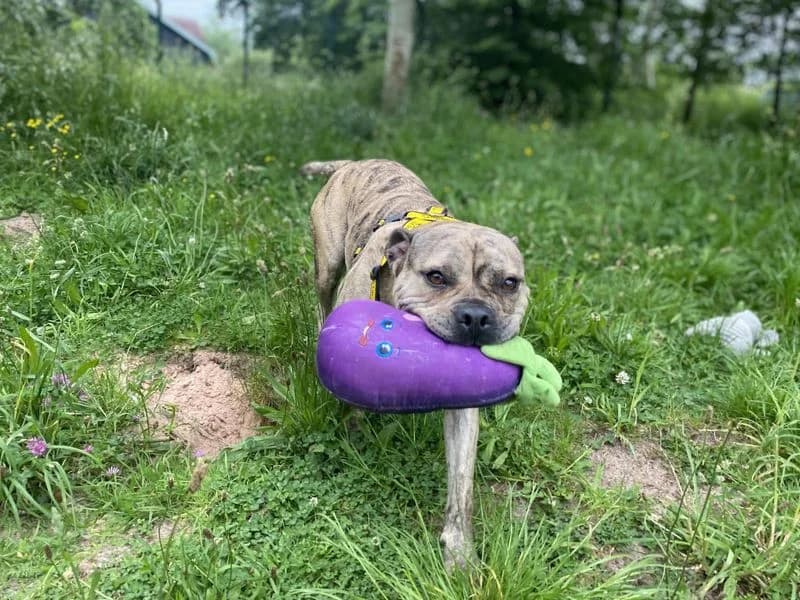 Maggie, female young Staffordshire Bull Terrier for adoption at Dogs Trust Shrewsbury, Telford