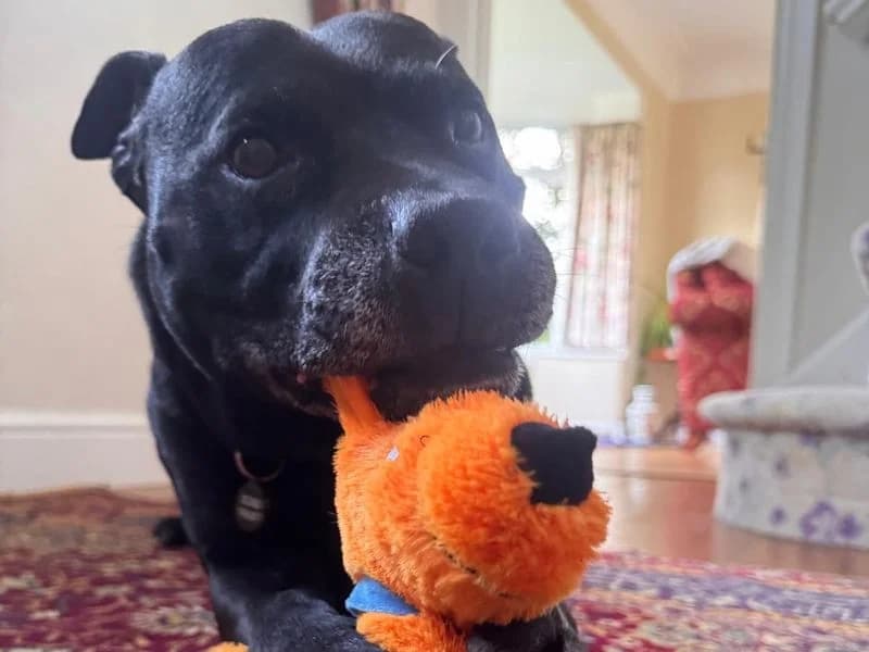 Arnie, male senior Staffordshire Bull Terrier for adoption at Dogs Trust Shrewsbury, Telford