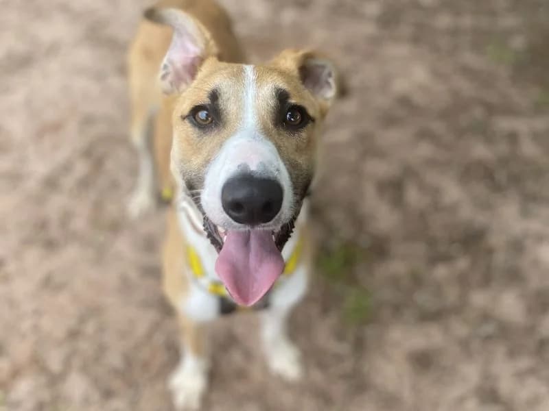 Ned, male young Lurcher for adoption at Dogs Trust Shrewsbury, Telford