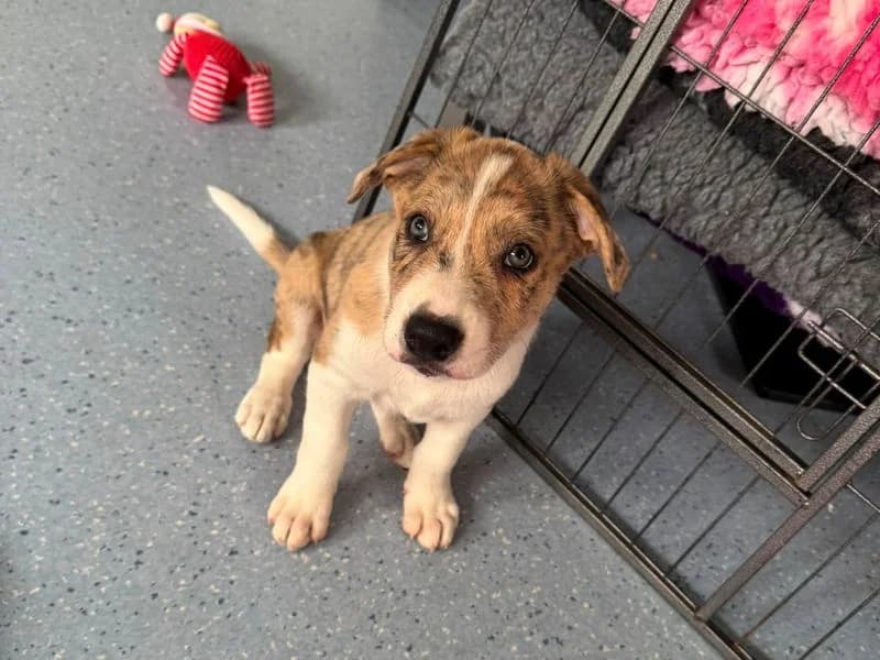 Cricket, male puppy mixed breed for adoption at Dogs Trust Shrewsbury, Telford