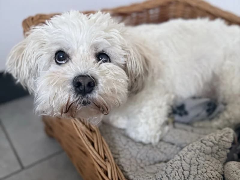 Bailey, male senior Shih Tzu for adoption at Dogs Trust Shrewsbury, Telford