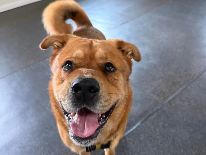 Spike, male 4yo Mixed Breed for adoption at Dogs Trust Shrewsbury, Telford