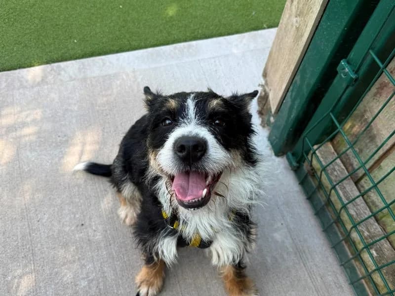 Liberty, female young Jack Russell Terrier for adoption at Dogs Trust Shrewsbury, Telford