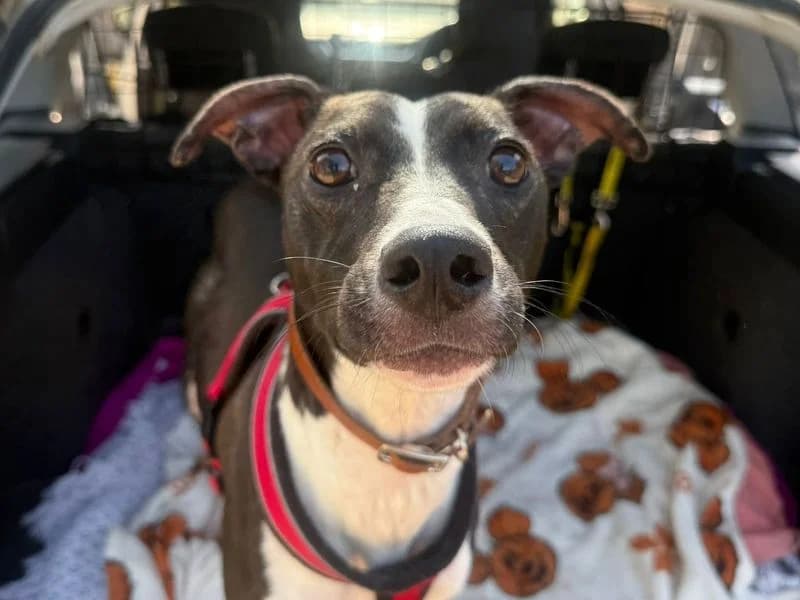 Pingu, female 3yo Lurcher for adoption at Dogs Trust Shrewsbury, Telford