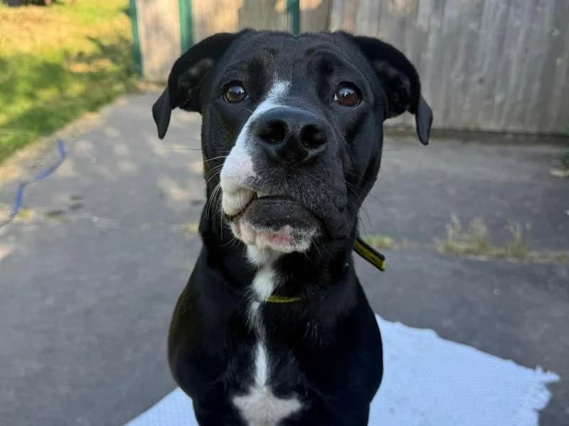 Bee, female puppy Staffordshire Bull Terrier for adoption at Dogs Trust Shrewsbury, Telford