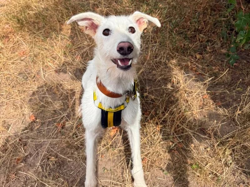 Coconut, male young Lurcher for adoption at Dogs Trust Shrewsbury, Telford