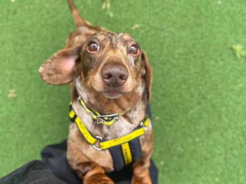 Richmond & Corn, male 6yo mixed breed for adoption at Dogs Trust Shrewsbury, Telford