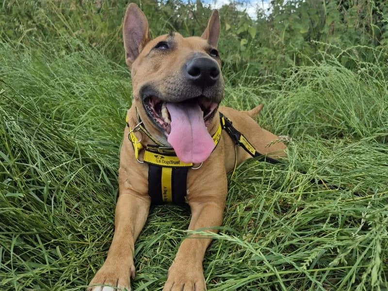Daphne, female 7yo mixed breed for adoption at Dogs Trust Shrewsbury, Telford