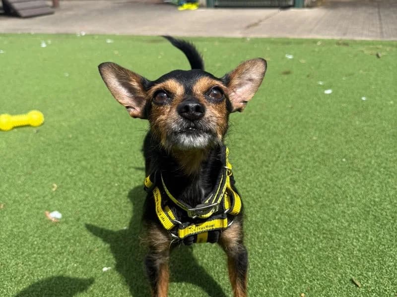 Merlin, male senior Mixed Breed for adoption at Dogs Trust Shrewsbury, Telford