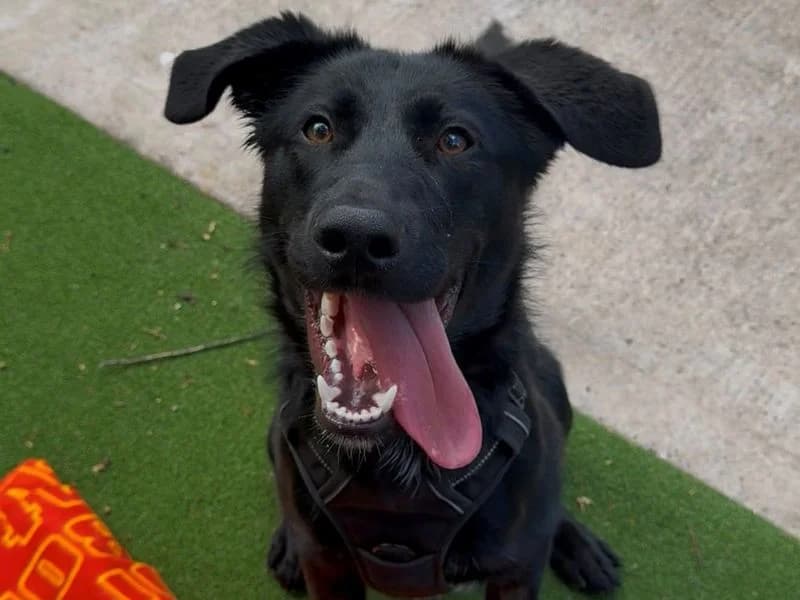 Shadow, male puppy mixed breed for adoption at Dogs Trust Shrewsbury, Telford