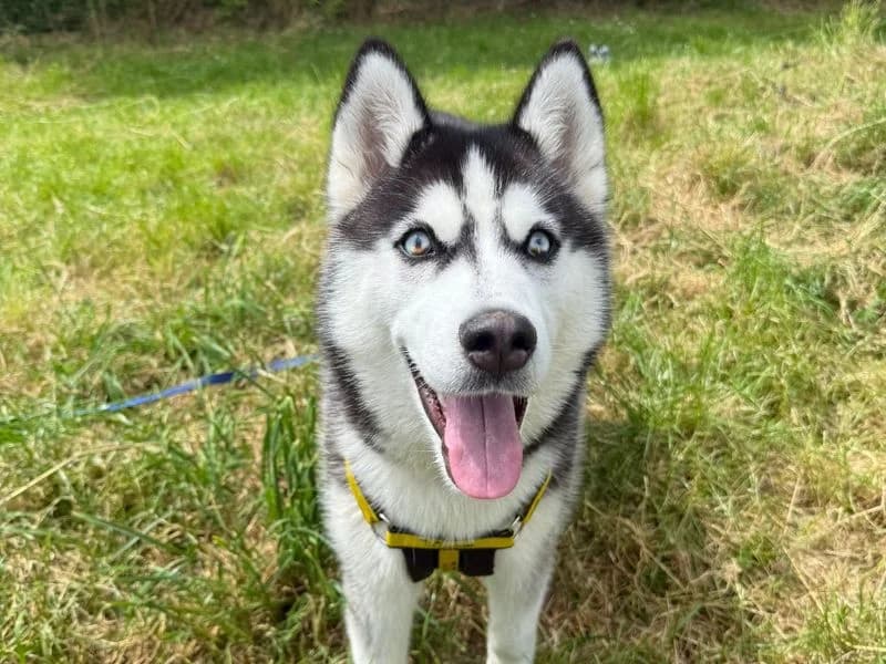 Ivan, male young Husky for adoption at Dogs Trust Shrewsbury, Telford