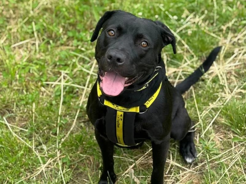 Sally, female young Labrador Retriever for adoption at Dogs Trust Shrewsbury, Telford