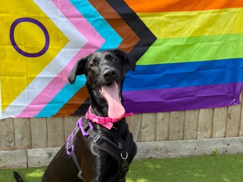 Lana, female puppy mixed breed for adoption at Dogs Trust Shrewsbury, Telford