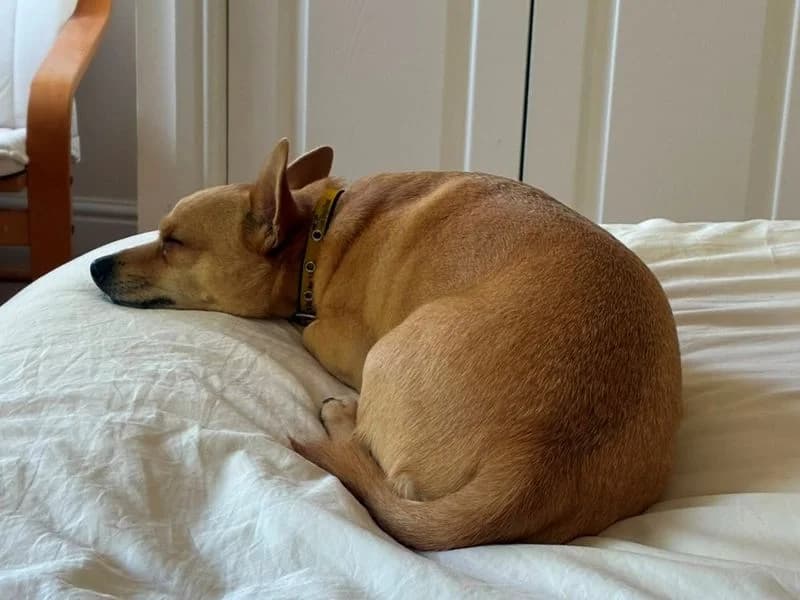 Sandy, male 6yo Chihuahua for adoption at Dogs Trust Shrewsbury, Telford
