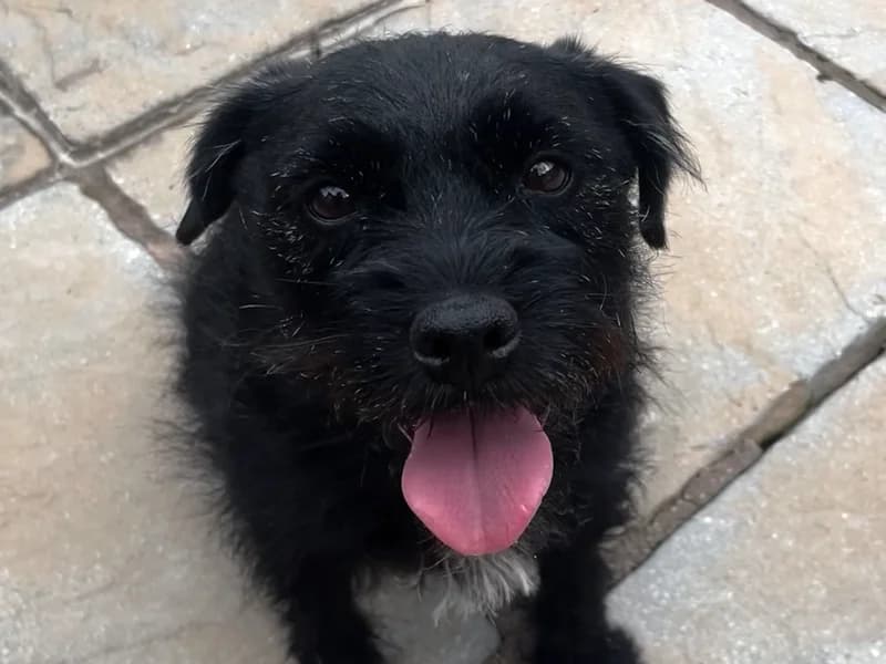 Denzel, male 7yo Border Collie for adoption at Dogs Trust Shrewsbury, Telford