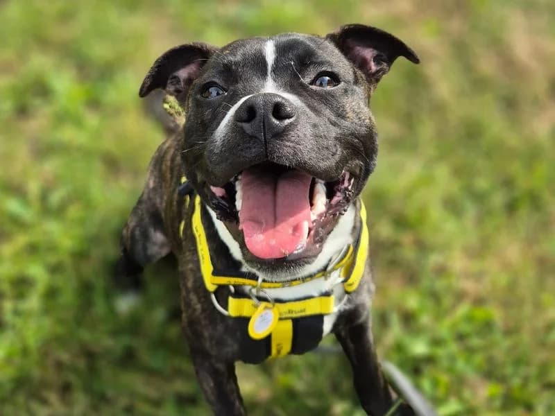Yuzu, male puppy Staffordshire Bull Terrier for adoption at Dogs Trust Shrewsbury, Telford