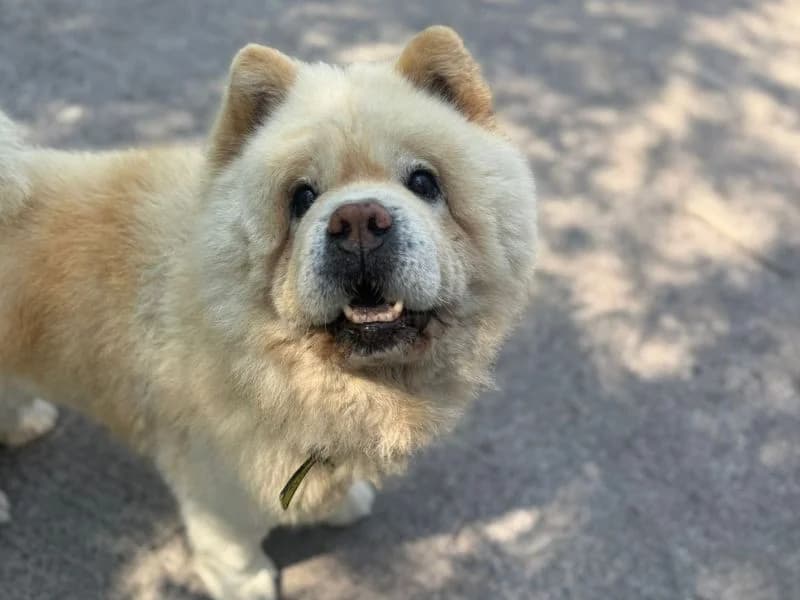 Cactus, male 4yo Chow Chow for adoption at Dogs Trust Shrewsbury, Telford