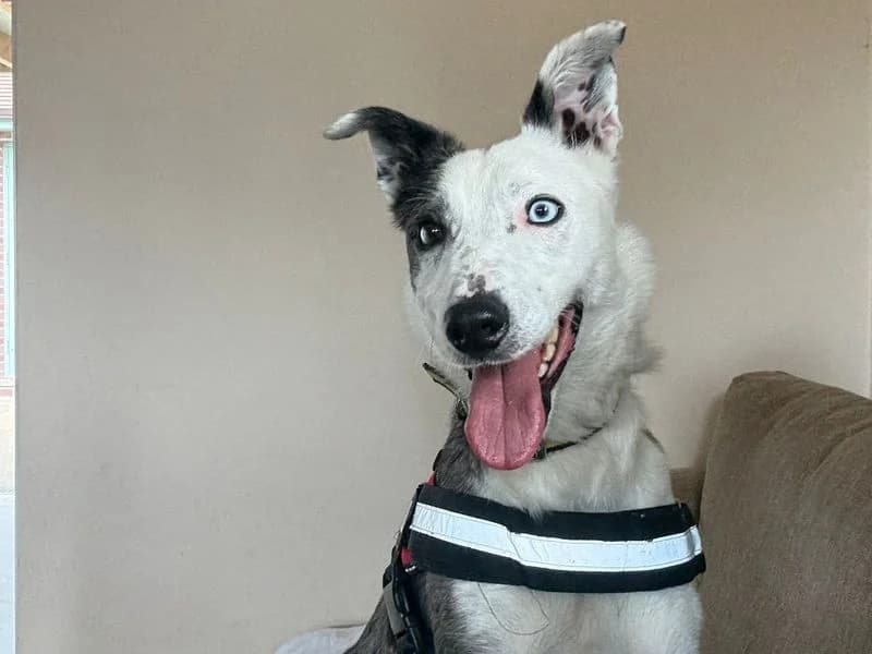 Ollie, male young Border Collie for adoption at Dogs Trust Shrewsbury, Telford