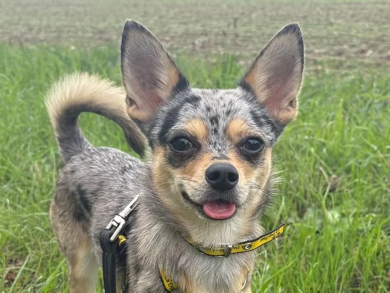 Fawn, female young Chihuahua for adoption at Dogs Trust Shrewsbury, Telford