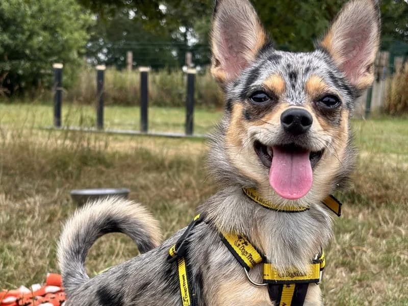 Fawn, female young Chihuahua for adoption at Dogs Trust Shrewsbury, Telford