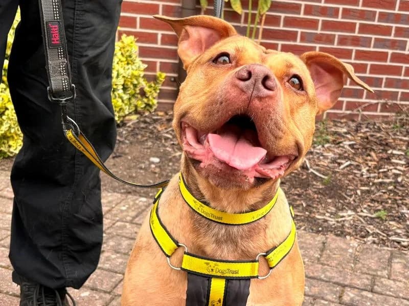 Kiwi, female 7yo English Bulldog for adoption at Dogs Trust Shrewsbury, Telford