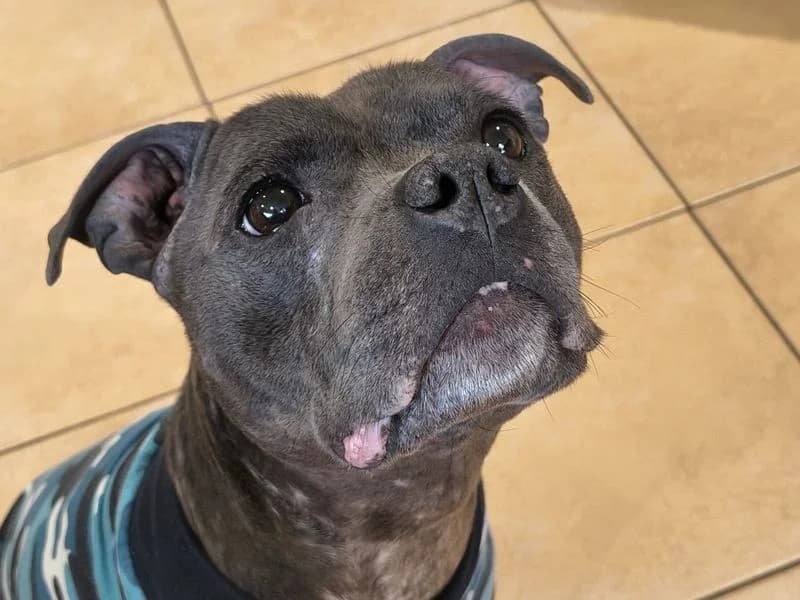 Lola, female 6yo Staffordshire Bull Terrier for adoption at Dogs Trust Shrewsbury, Telford