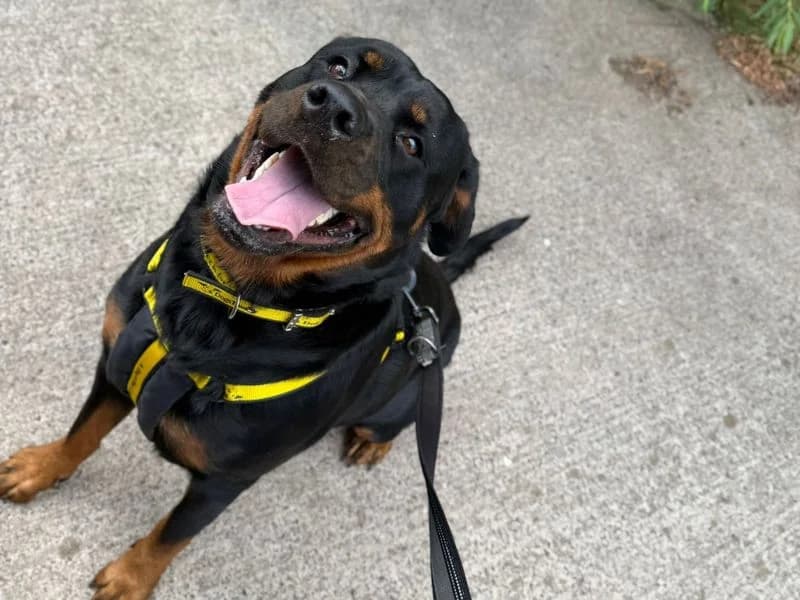 Trixie, female puppy Rottweiler for adoption at Dogs Trust Shrewsbury, Telford