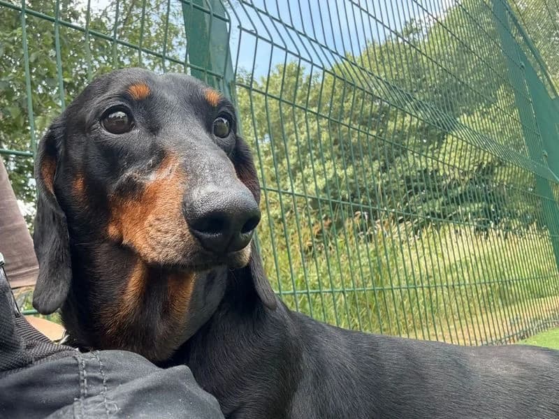 Moto Moto, male 6yo mixed breed for adoption at Dogs Trust Shrewsbury, Telford