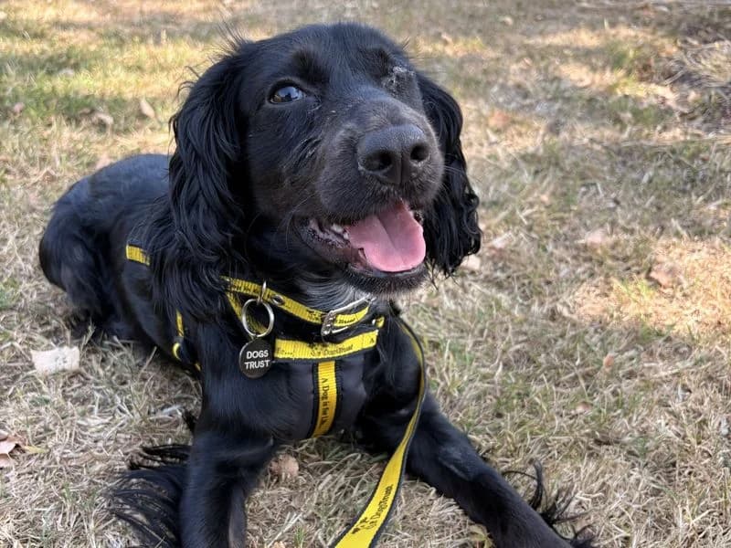Fenrir, male young Cocker Spaniel for adoption at Dogs Trust Shrewsbury, Telford
