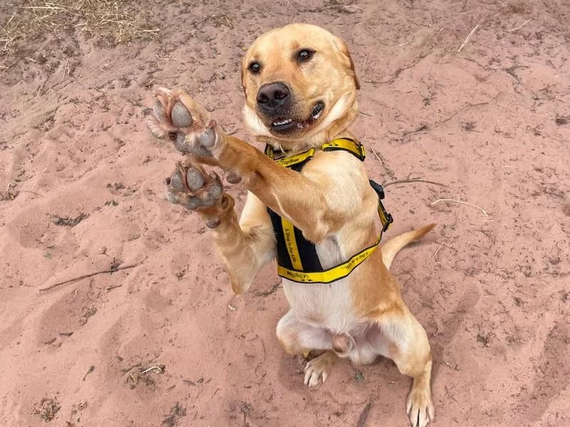 George, male 3yo Labrador Retriever for adoption at Dogs Trust Shrewsbury, Telford