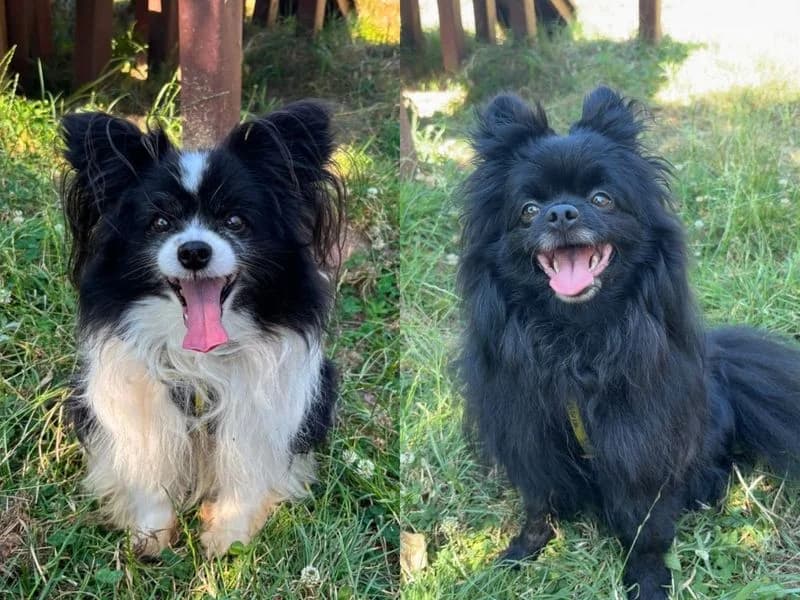 Bear, male 3yo Papillon for adoption at Dogs Trust Shrewsbury, Telford