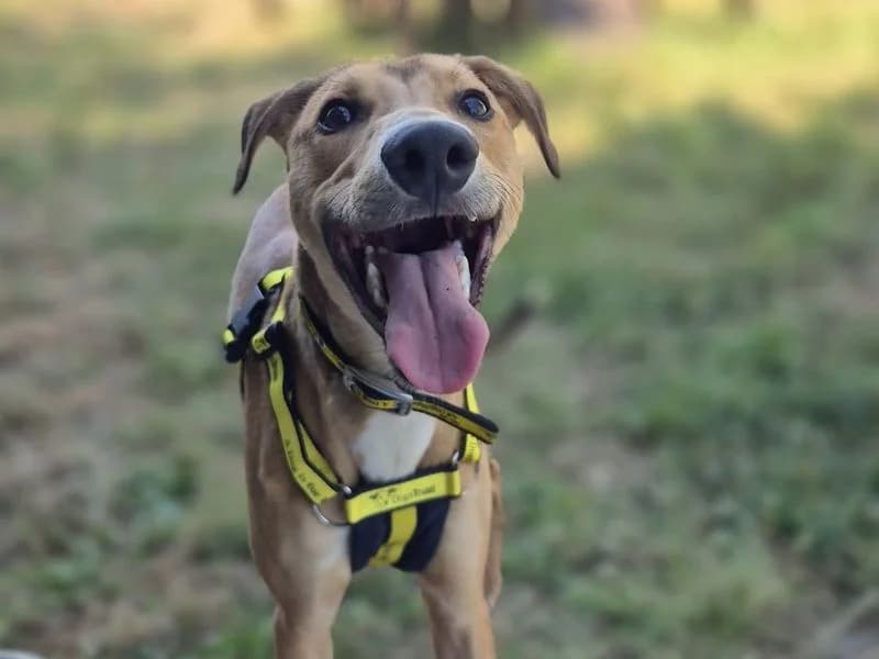 Bullseye, male young Lurcher for adoption at Dogs Trust Shrewsbury, Telford