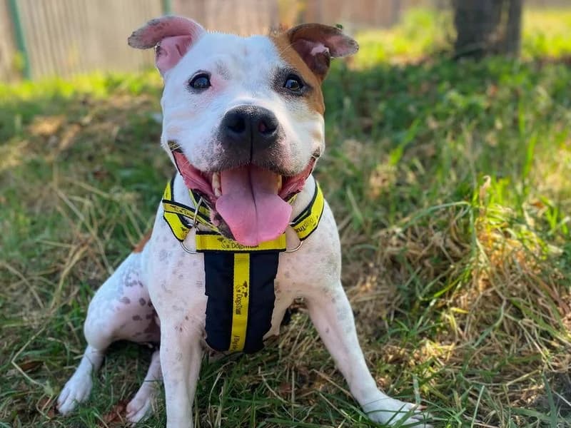 Stella, female 3yo Staffordshire Bull Terrier for adoption at Dogs Trust Shrewsbury, Telford