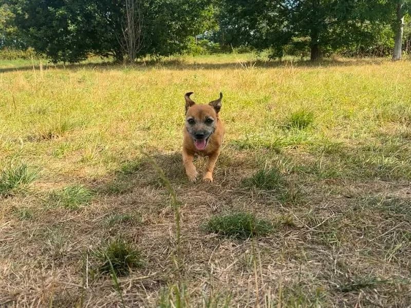 Lilly, female senior Jack Russell Terrier for adoption at Dogs Trust Shrewsbury, Telford