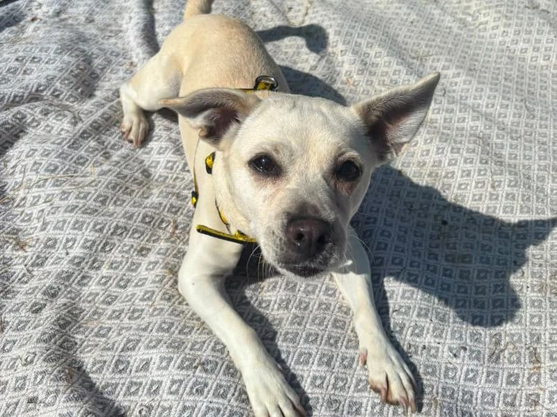 Pip, female 6yo Jack Russell Terrier for adoption at Dogs Trust Shrewsbury, Telford